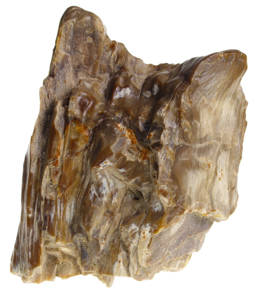 petrified wood